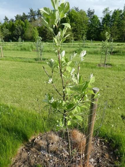 Jeřáb labský (Sorbus albensis)