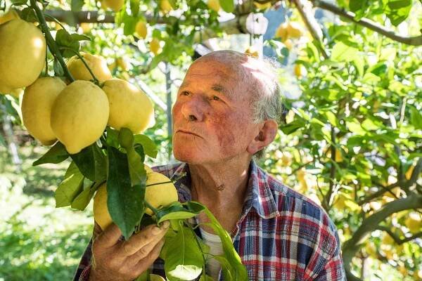 lemon-tour-piatti056 – Amalfi Lemon Experience