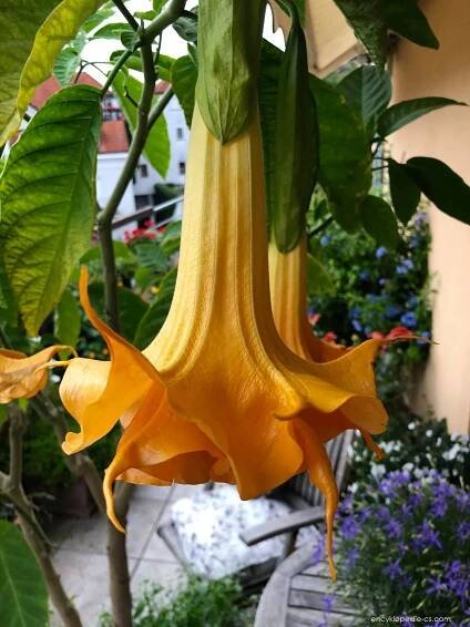 Durmanovec Langenbuscher Garten (Brugmansia)