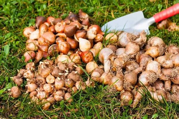Flowerbulbs stock fotografie, royalty free obrázky