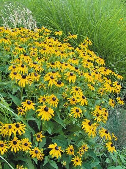 Rudbeckia, Goldsturm