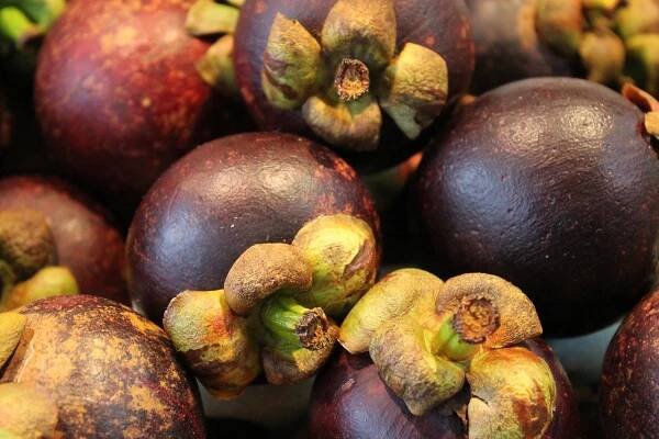 Mangostan: Jeden strom plodí až tisíc kusů
