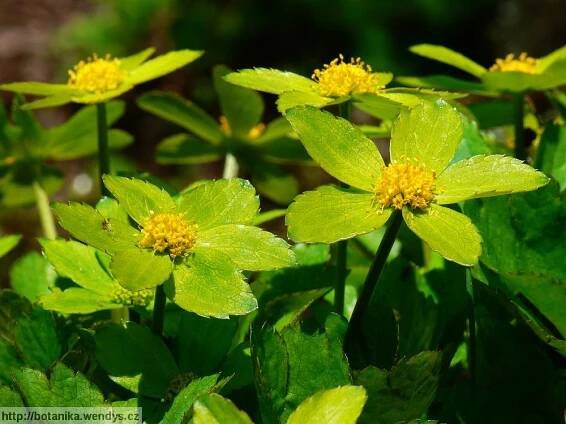 Herbář Wendys - Hacquetia epipactis - hvězdnatec zubatý