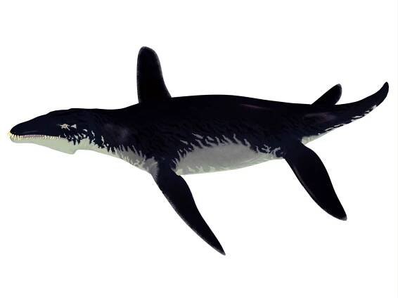 Pliosaurus měl až 13 metrů