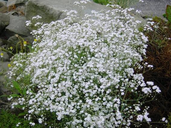 Gypsophila paniculata - šater, nevěstin závoj