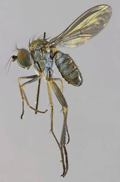 Sympycnus desoutteri