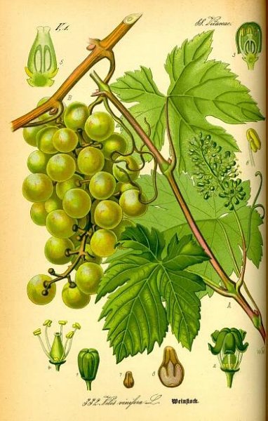 Weinreben