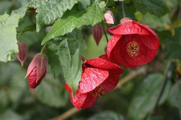 Flowering Maple, Abutilon spp.