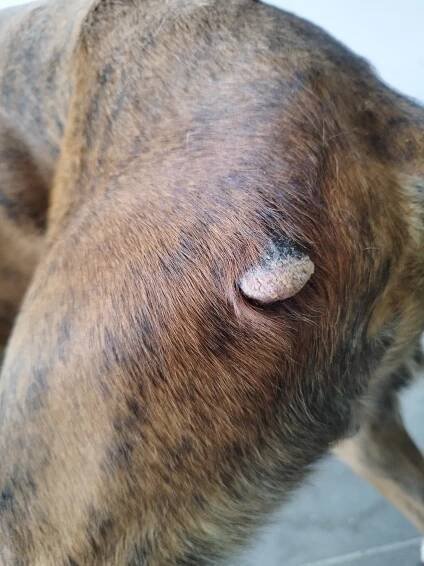 Výrustky | RadaVeterináře.cz 