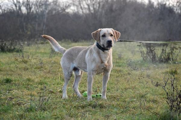 Psi k adopci z útulků, azylů a neziskových organizací