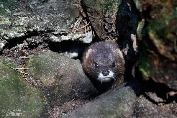 Norek evropský | Naturfoto.cz