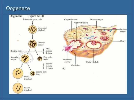 PPT - Buněčné dělení PowerPoint Presentation, free download - ID:4133643