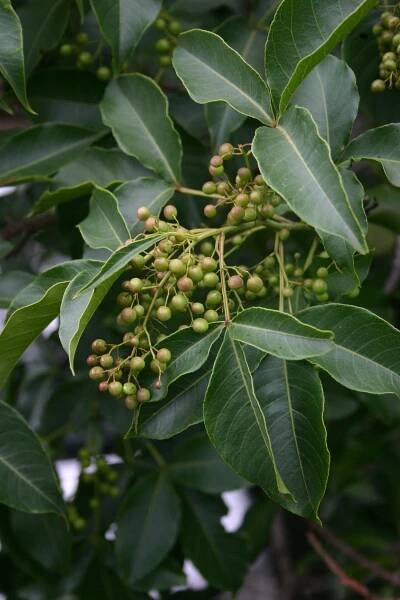 Searsia chirindensis