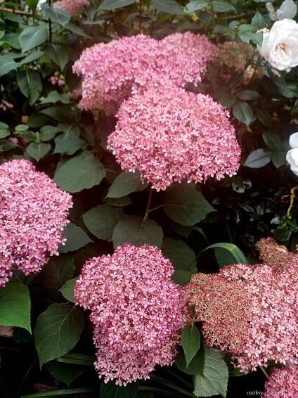 Hortenzie stromkovitá Sweet Annabelle (Hydrangea arborescens)