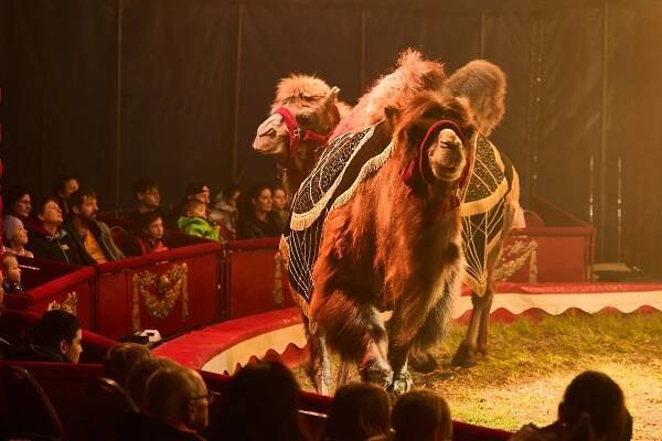 Cirkus Prince v Trutnově | Trutnovinky