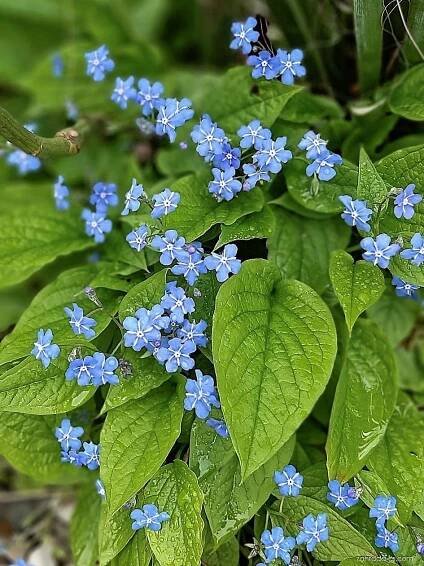 Pomněnkovec (Brunnera)