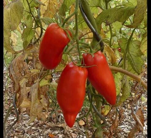 Bio rajče ´Andine Cornue Andenhorn´, SEMENA.CZ, 83,- Kč Archiv firem