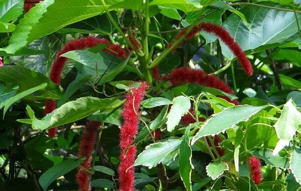 Čím je výjimečná acalypha? Pod jakým jménem je více známá a jak je to s pěstováním?