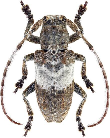 Pterolophia jugosa jugosa