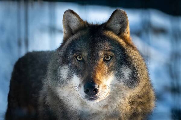 Game of Thrones’ Direwolves: Facts & Fantasy