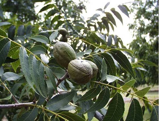 Soubor:Carya illinoinensis foliagenuts.jpg – Wikipedie