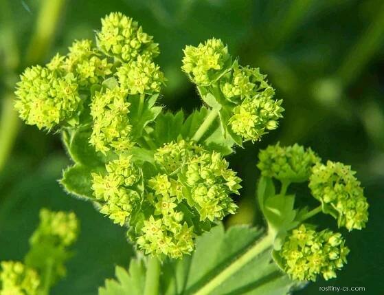 Kontryhel měkký (Alchemilla mollis), květy, květenství