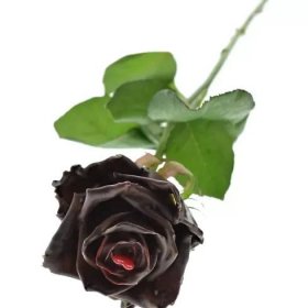 Čokoládová růže CHOCOLAT VALENTINE 70cm (L)