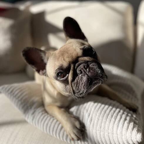 Minnie Pearl - Eastern Canada French Bulldog Rescue