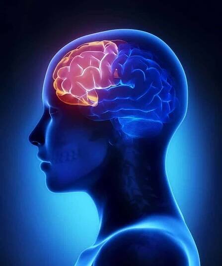 Čelní lalok - ženský mozek anatomie boční pohled — Stock obrázek