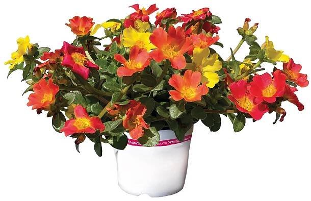 Šrucha velkokvětá (Portulaca grandiflora) "Nano Tricolor" výška 10-15cm pr. 12cm