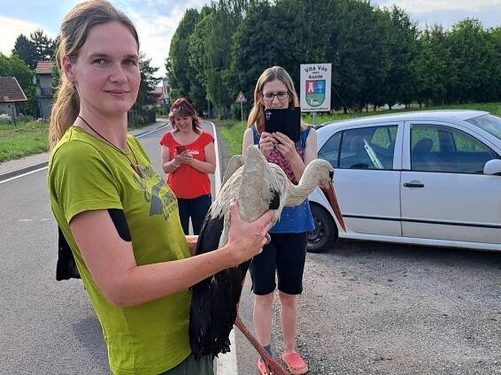 Neuvěřitelný příběh čápice. Po nárazu a pádu je zpět na komíně u samce a mláďat