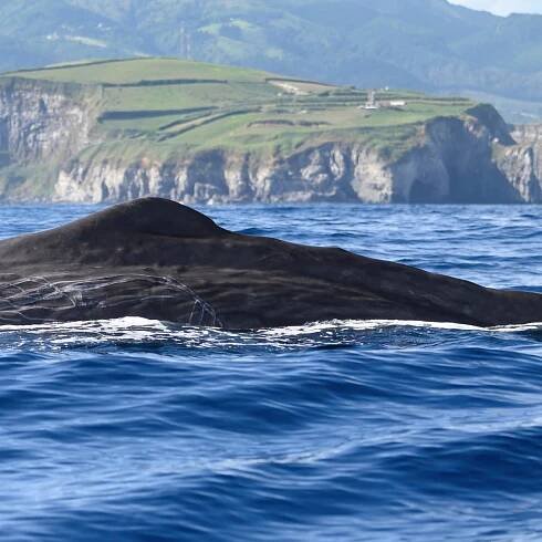 Z Ponta Delgada: Výlet za velrybami a delfíny | GetYourGuide