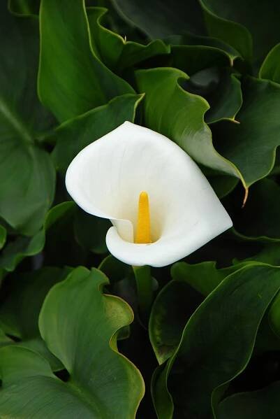 List of plants in the family Araceae