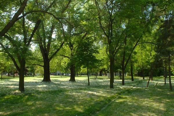 Soubor:Novi Sad, Železnički park, stromy.jpg – Wikipedie