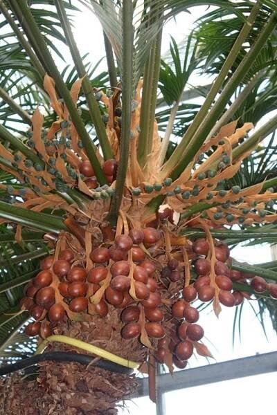 Cycas edentata