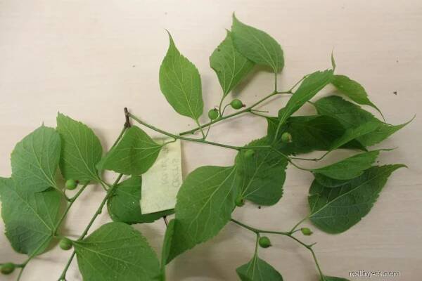 Břestovec západní (Celtis occidentalis), listy