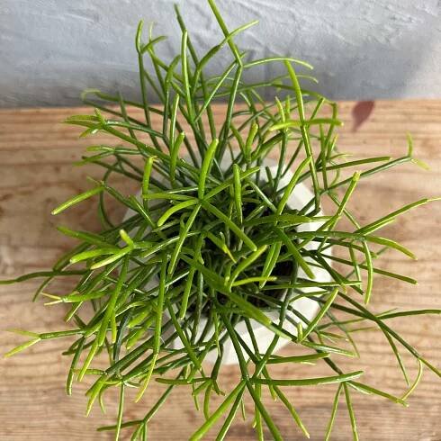 Rhipsalis cassutha baby