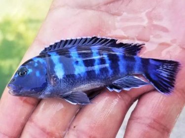 Demasoni Cichlid For Sale Online - Tanganyika Cichlids For Sale In India