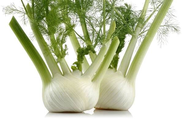 Aromatický a léčivý fenykl obecný