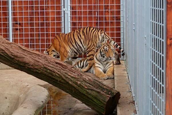 Zoopark Olovnice - otevírací doba, vstupné, ubytování, zvířata, ceník, akce