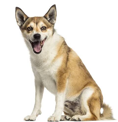 Norwegian Lundehund Dog Breed: Info, Pictures, Traits & Care