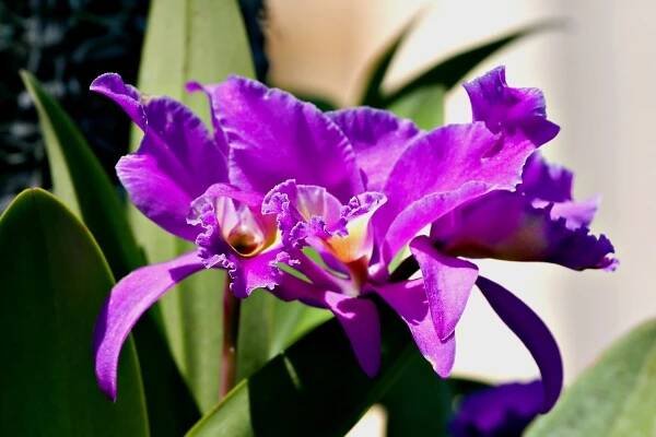 Cattleya: Photogenic beauty with a classic look
