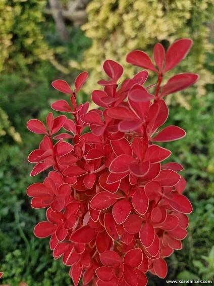 Bereberis thun. 'Orange Ice'