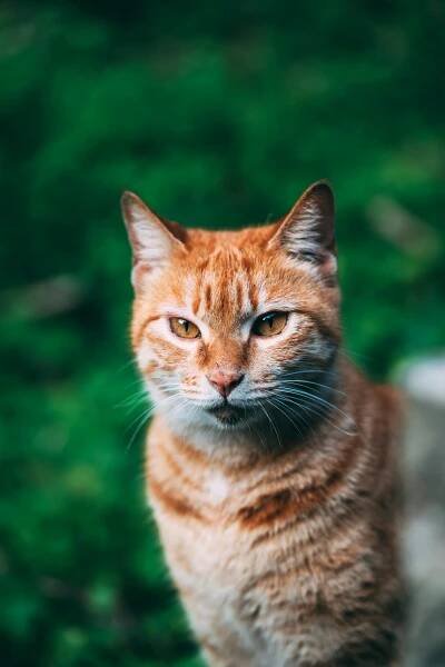bezplatná Základová fotografie zdarma na téma chlupatý, divočina, domácí Základová fotografie