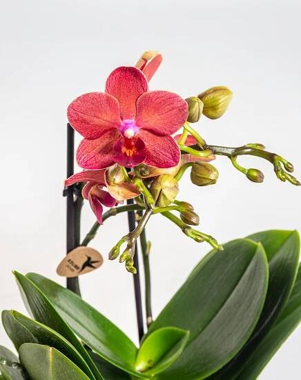 Orchidej Můrovec, Phalaenopsis Kolibri Scotland, 2 výhony, vínovo - žlutá | ZAZUMi.cz