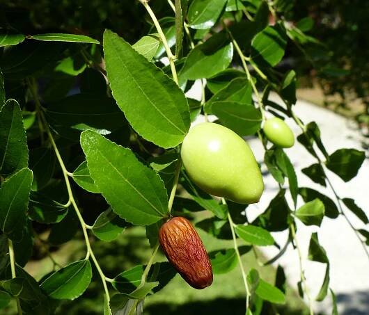 Ziziphus jujuba Mill. - Portale della Flora d'Italia / Portal to the Flora of Italy