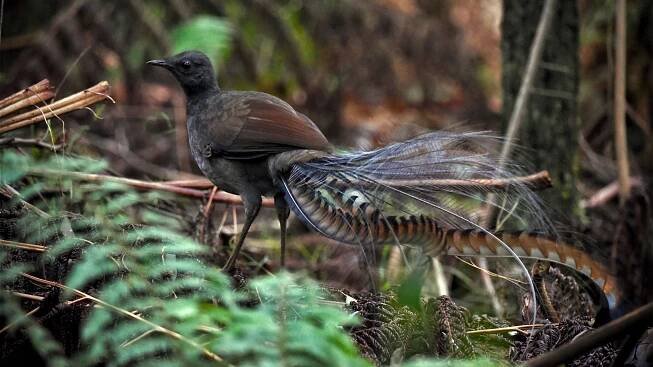 Superb Lyrebird Fact Sheet