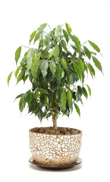 Plačící Fig (Ficus Benjamina) v hrnci izolovaných na bílém pozadí — Stock obrázek