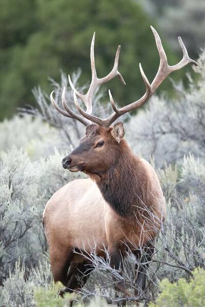 Wapiti