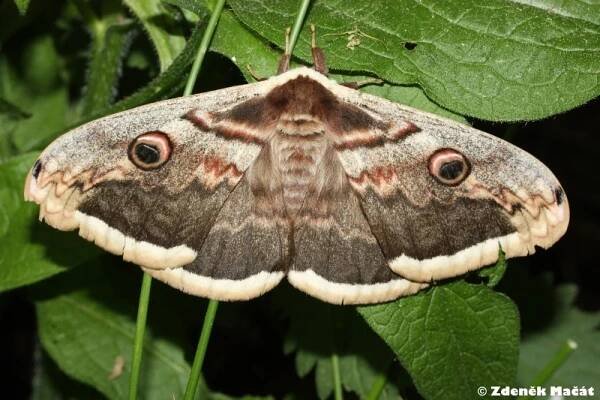 Saturnia pyri - martináč hrušňový | Saturniidae - martináčovití | Natura Bohemica